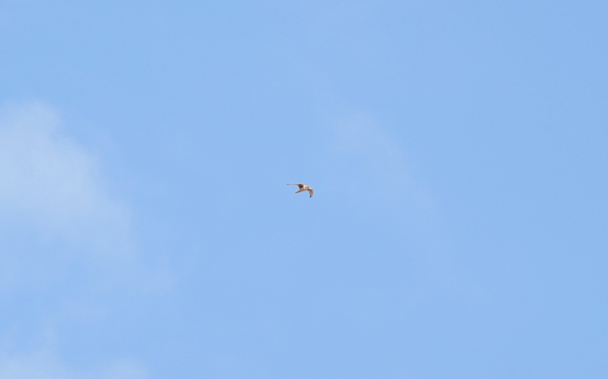 Prairie Falcon - ML265091701
