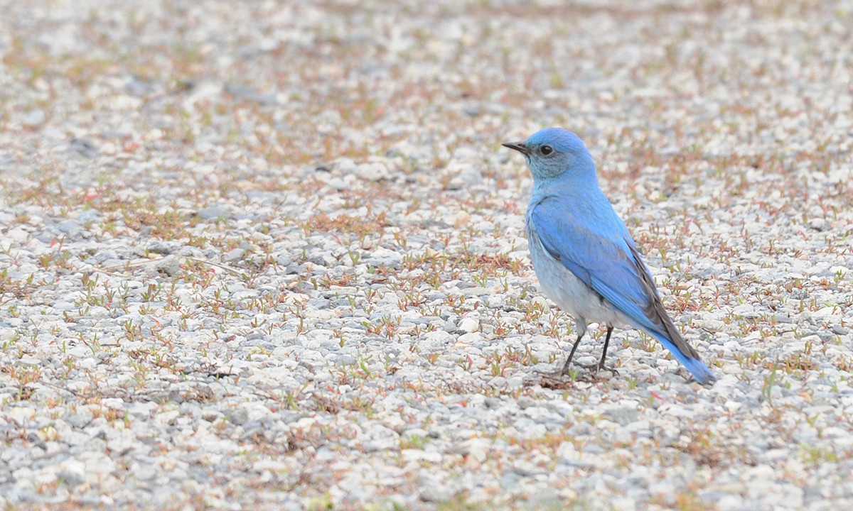 Mountain Bluebird - ML265091801