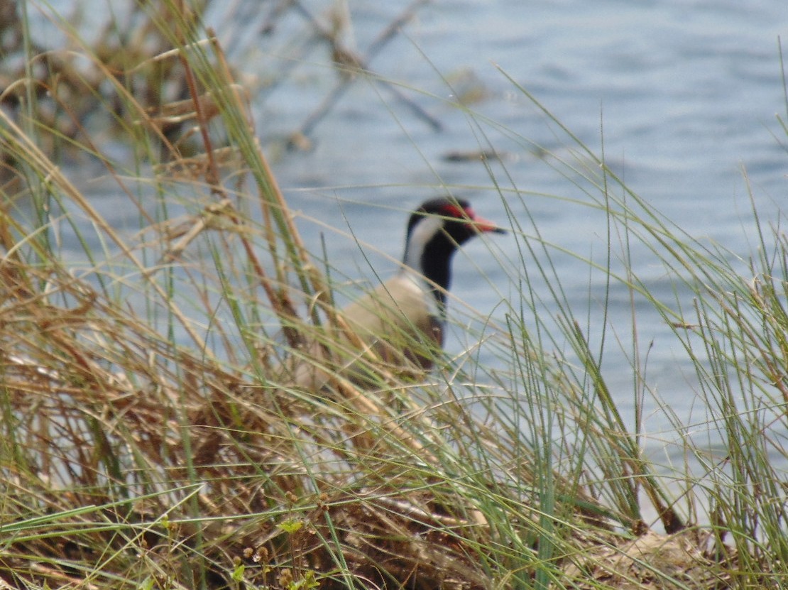 Red-wattled Lapwing - ML26509211