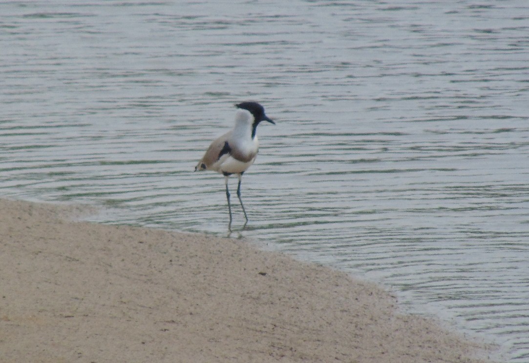 River Lapwing - ML26509231