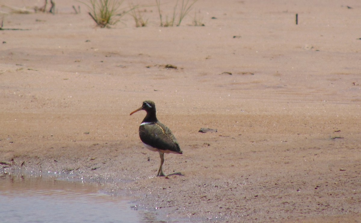 Greater Painted-Snipe - ML26509261