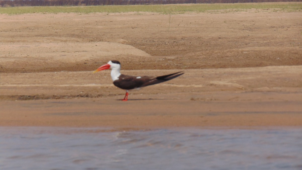 Indian Skimmer - ML26509271