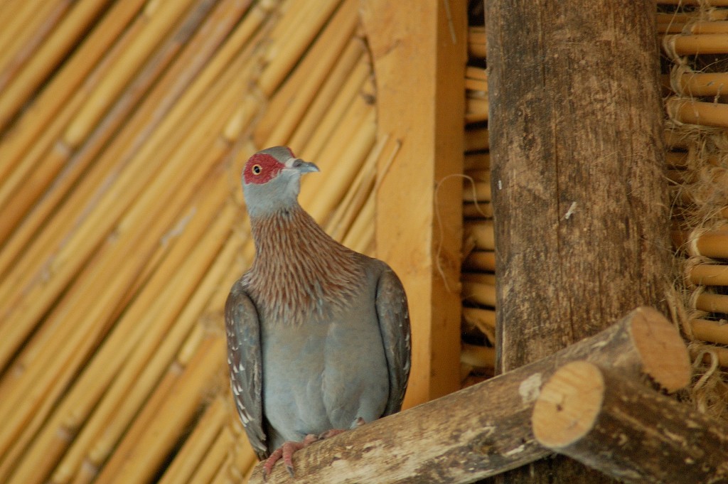 Speckled Pigeon - ML265093111