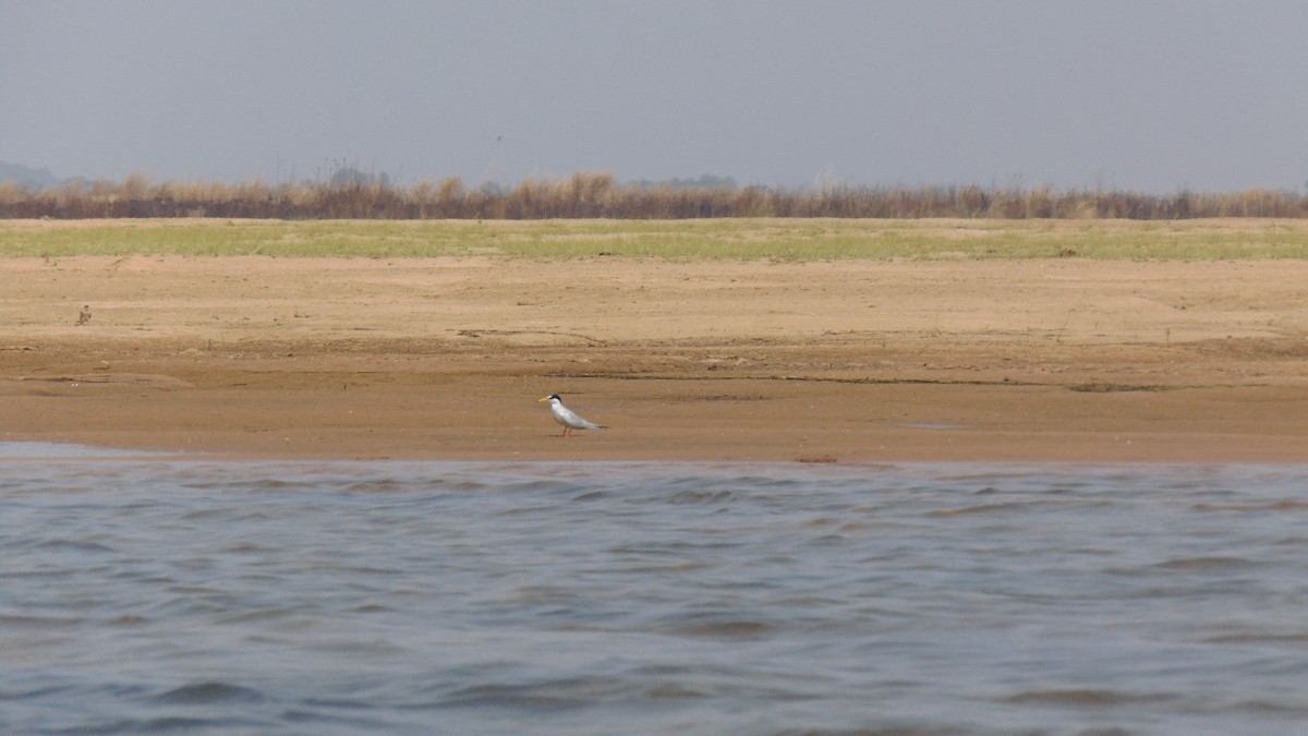 Little Tern - ML26509401