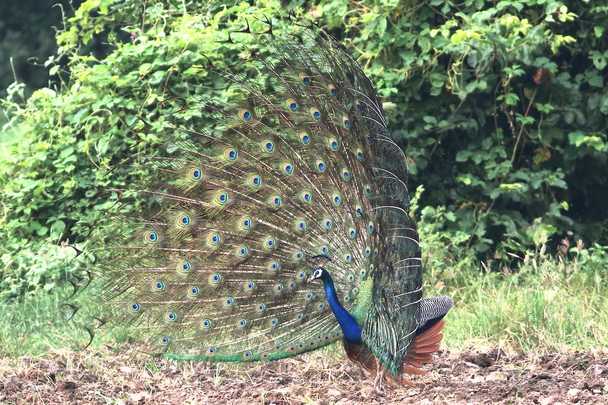 Indian Peafowl - ML265094611