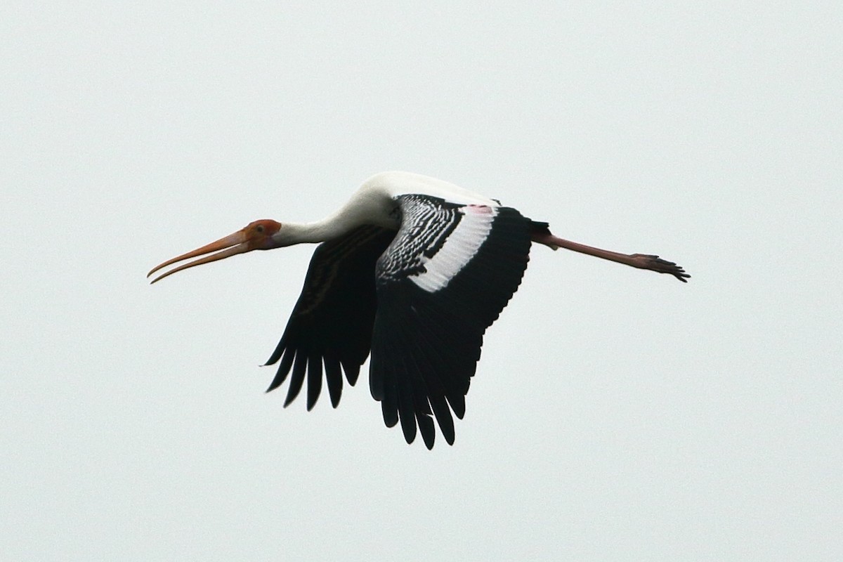 Painted Stork - ML265094651