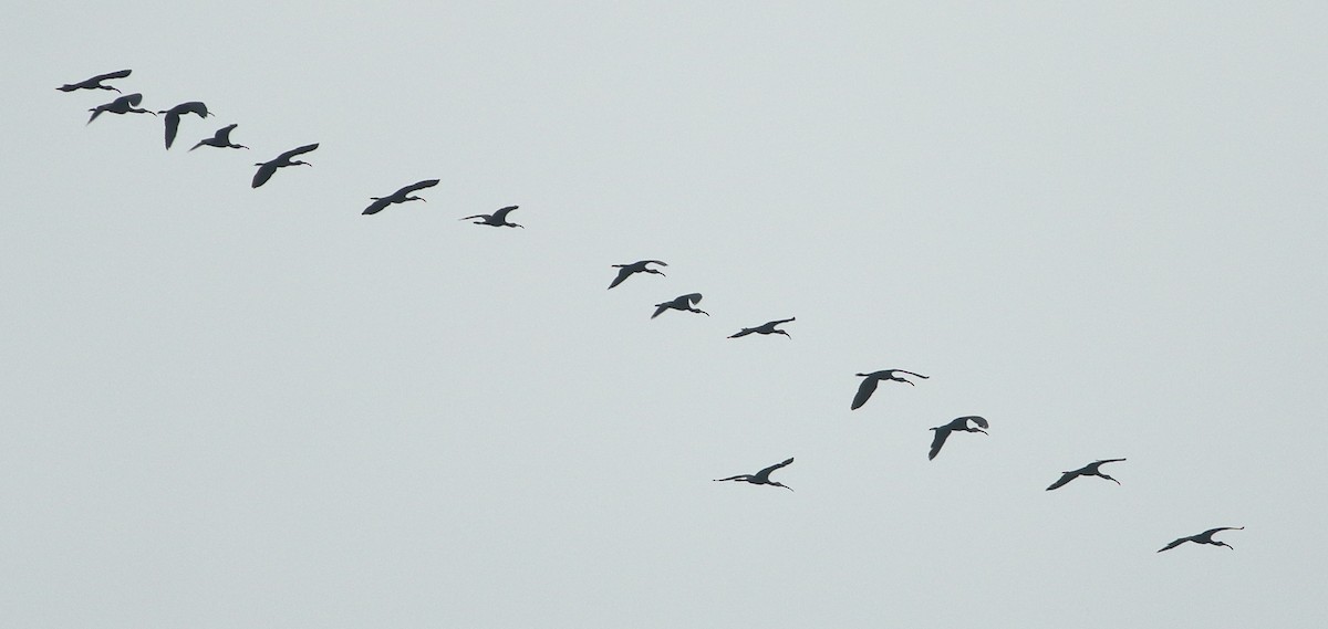 Ibis/Morito/Bandurria sp. - ML265094761