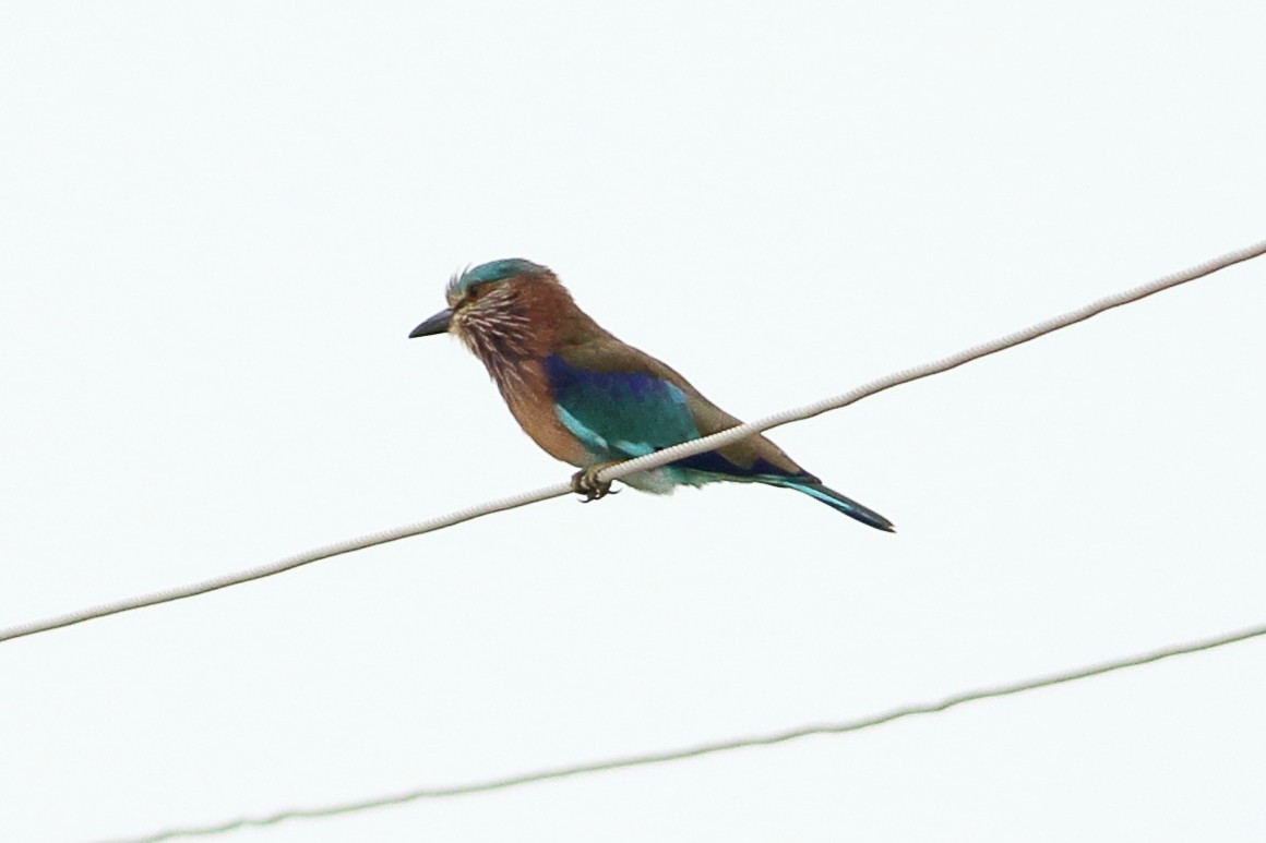 Indian Roller - ML265094821