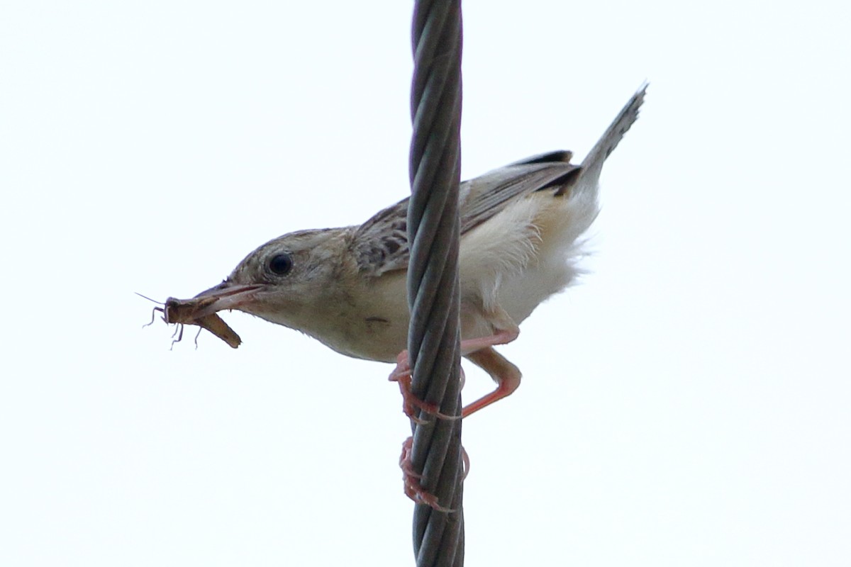 Zitting Cisticola - ML265095031