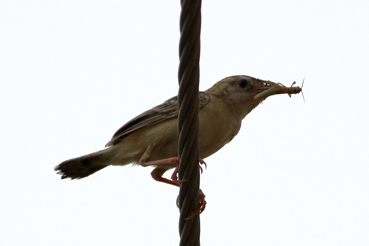 Zitting Cisticola - ML265095041