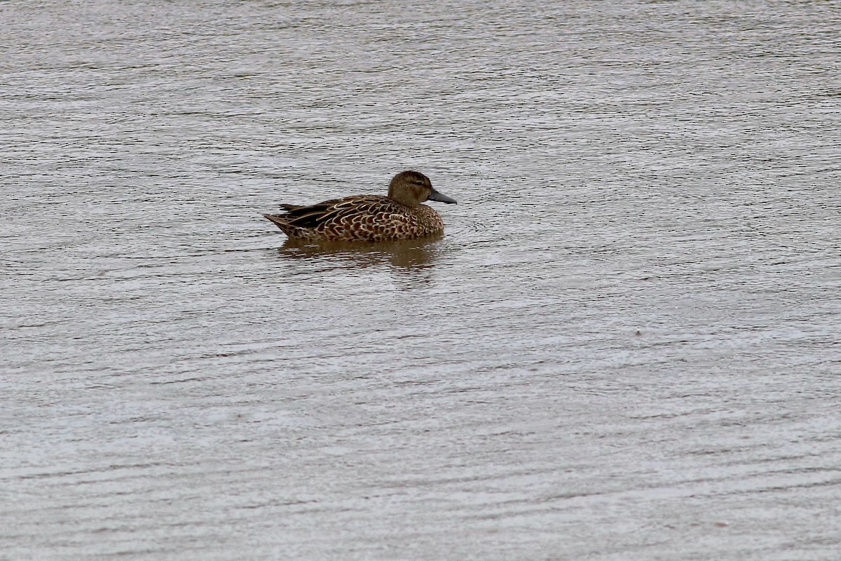 Blue-winged Teal - George Forsyth