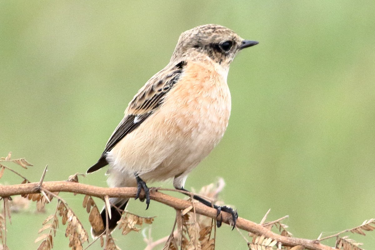 Siberian Stonechat - Ains Priestman