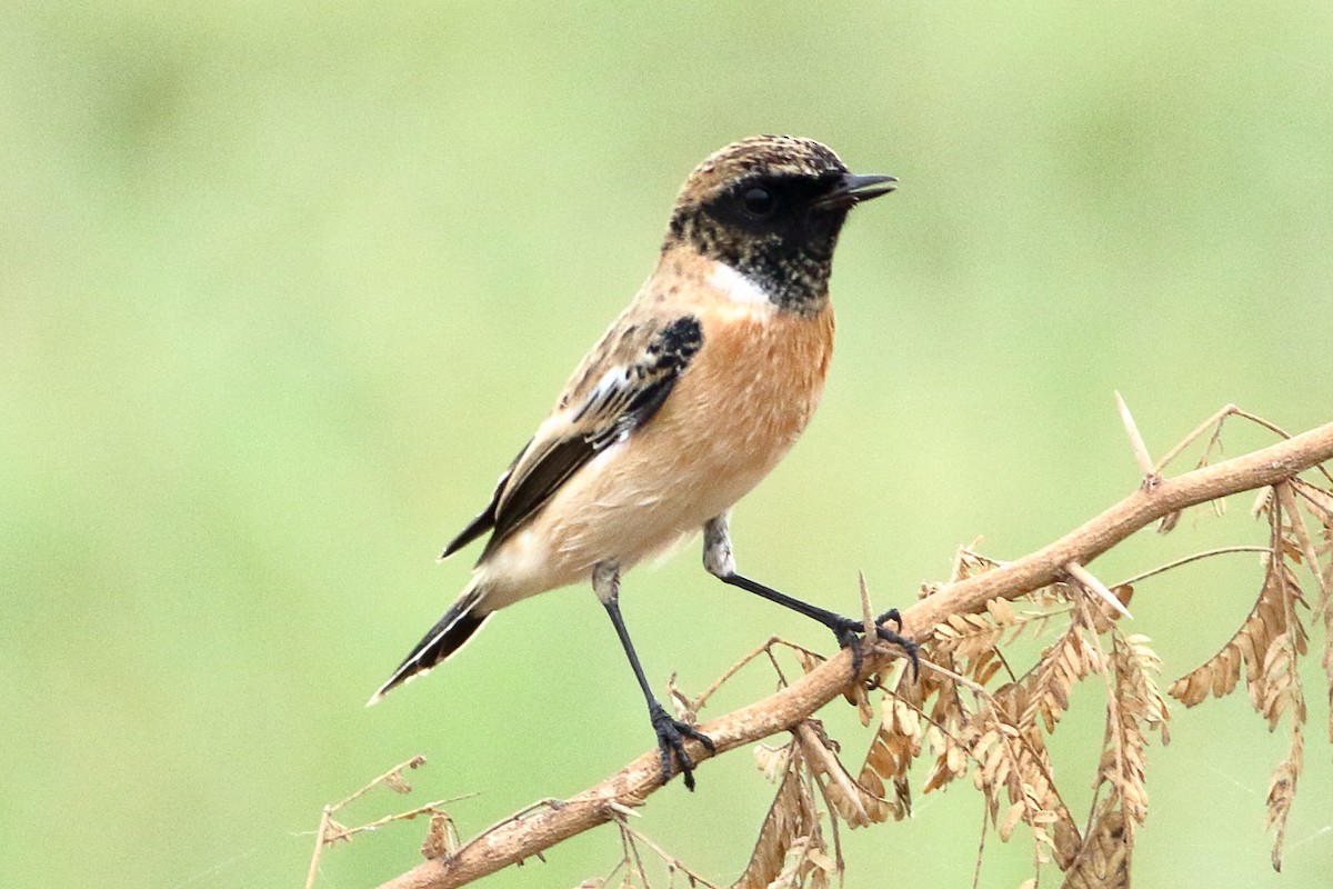 Siberian Stonechat - Ains Priestman