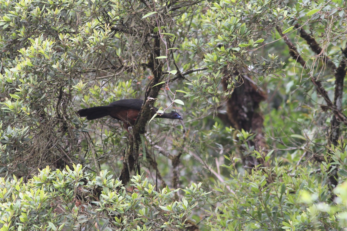 Sickle-winged Guan - ML265096211