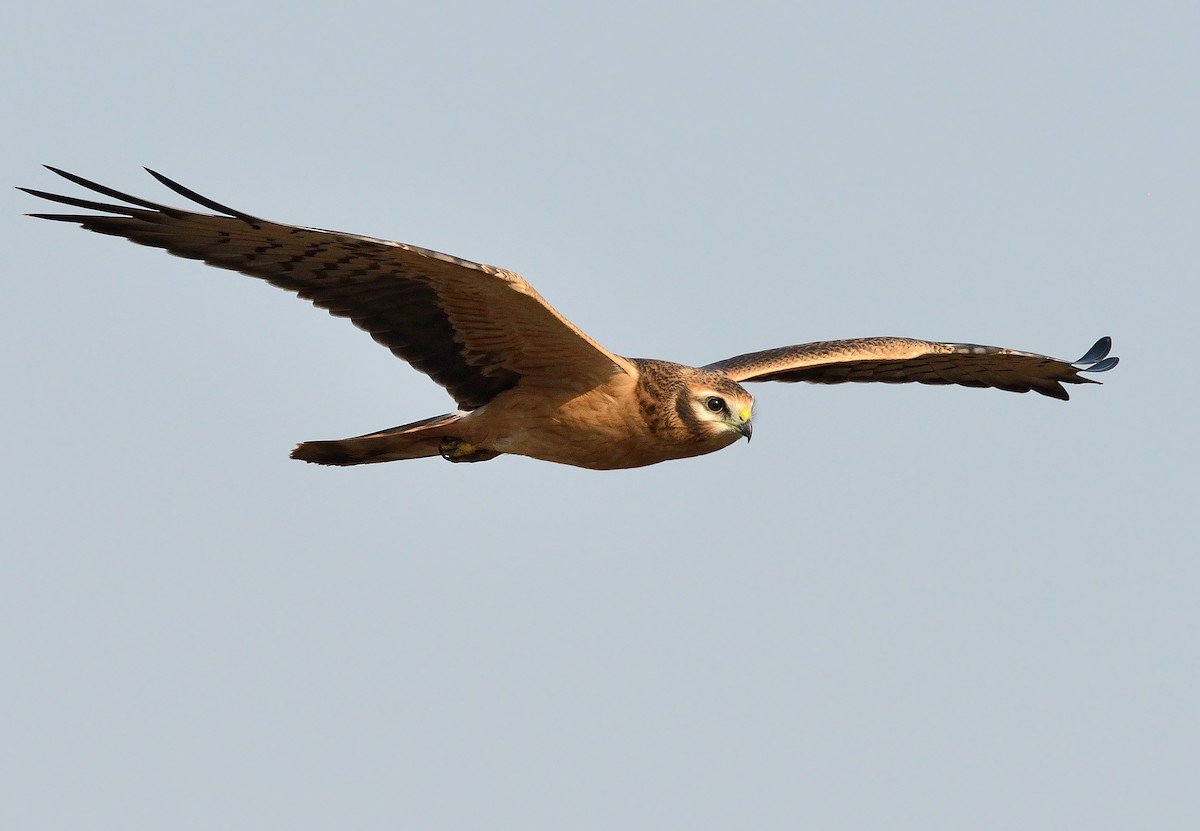 Montagu's Harrier - Pavel Štěpánek