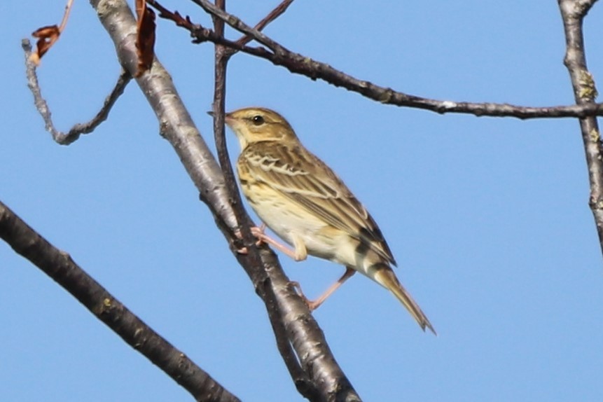 Tree Pipit - ML265097901