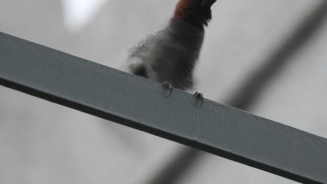 Scaly-breasted Munia - ML265099511