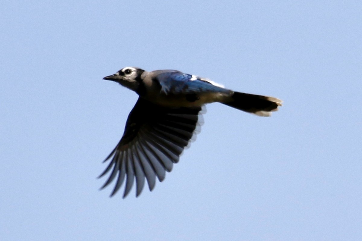 Blue Jay - Jeffrey Boland