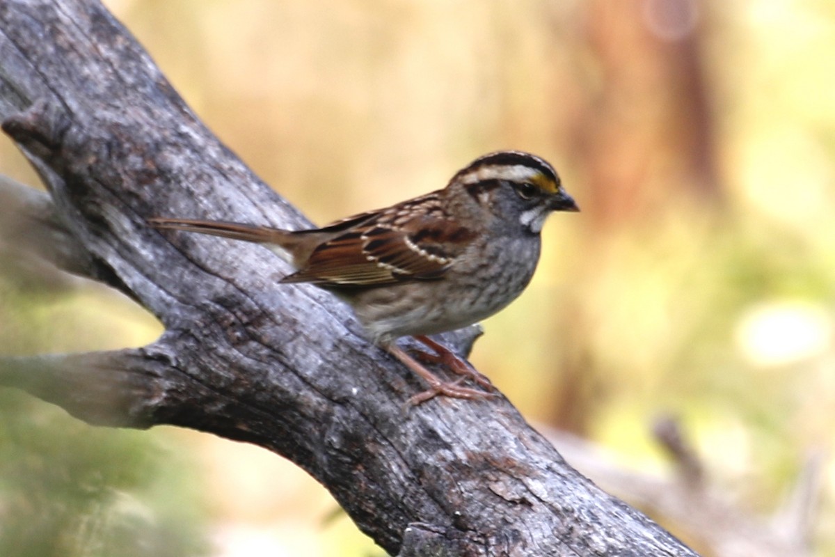 White-throated Sparrow - Jeffrey Boland