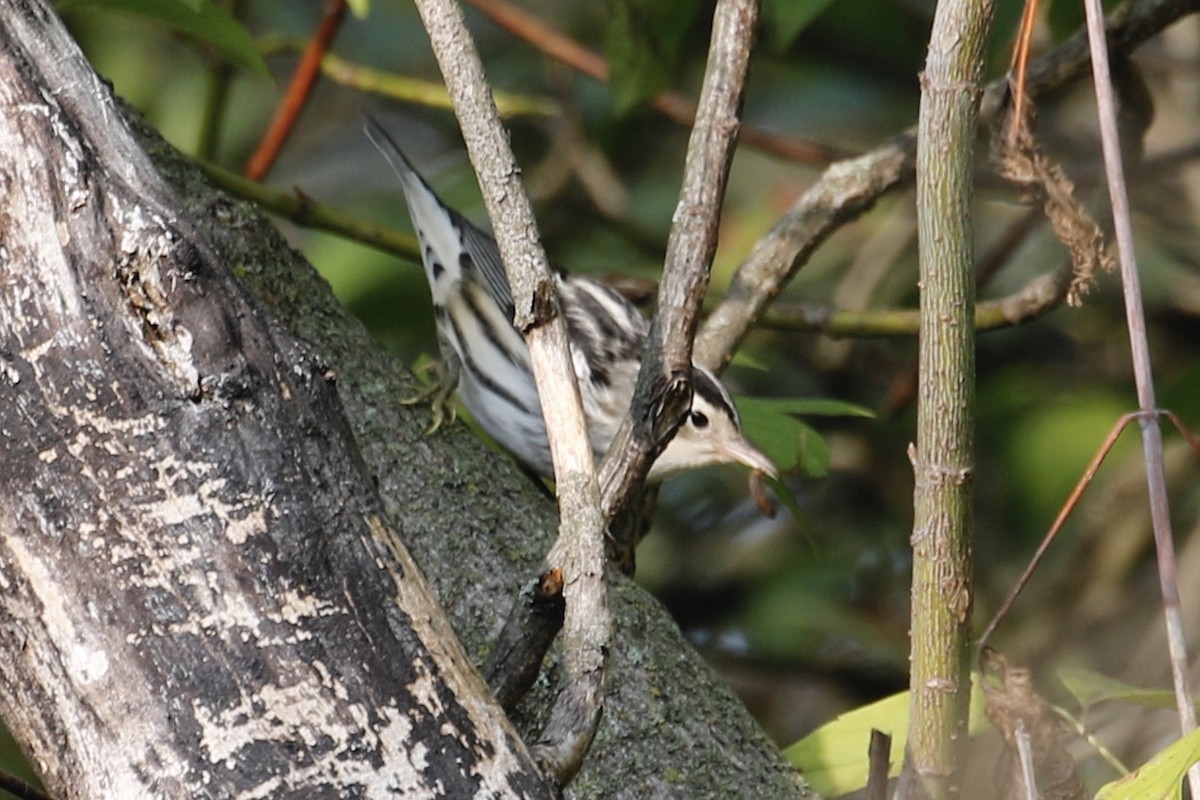 Black-and-white Warbler - ML265100381