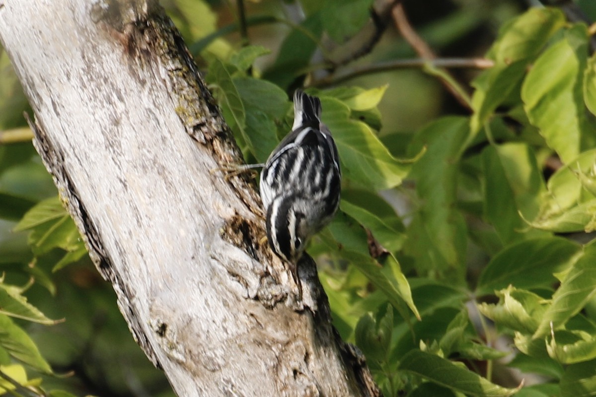 Black-and-white Warbler - ML265100391
