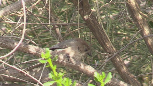 Bushtit - ML265100671