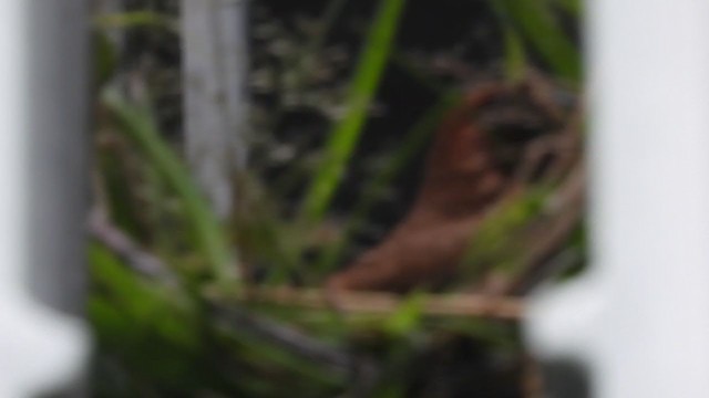 Scaly-breasted Munia - ML265102211