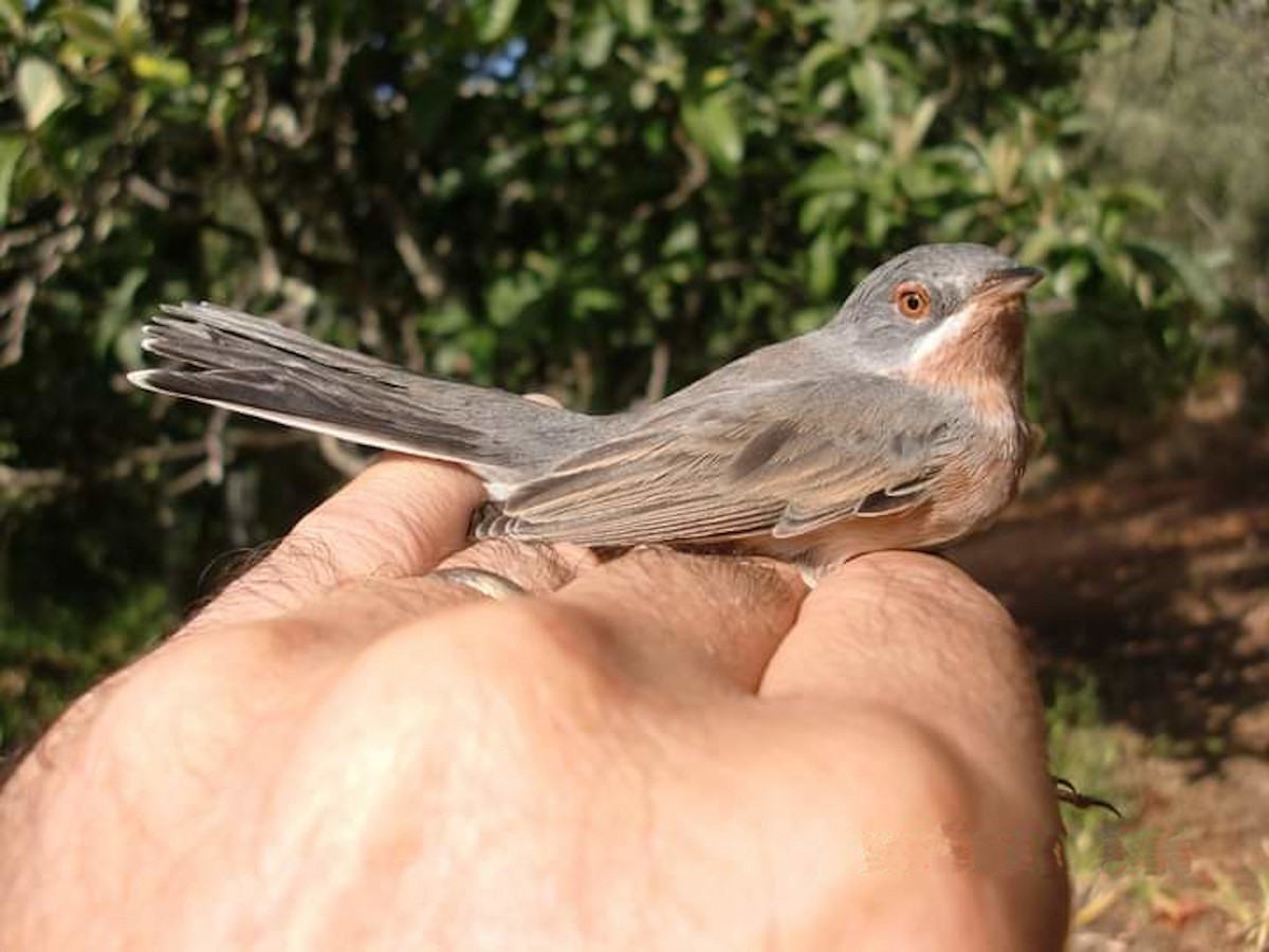 Curruca Carrasqueña Occidental - ML265102811