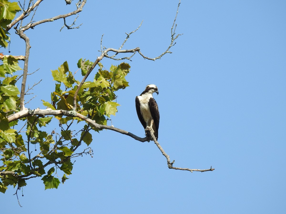 Osprey - ML265103961