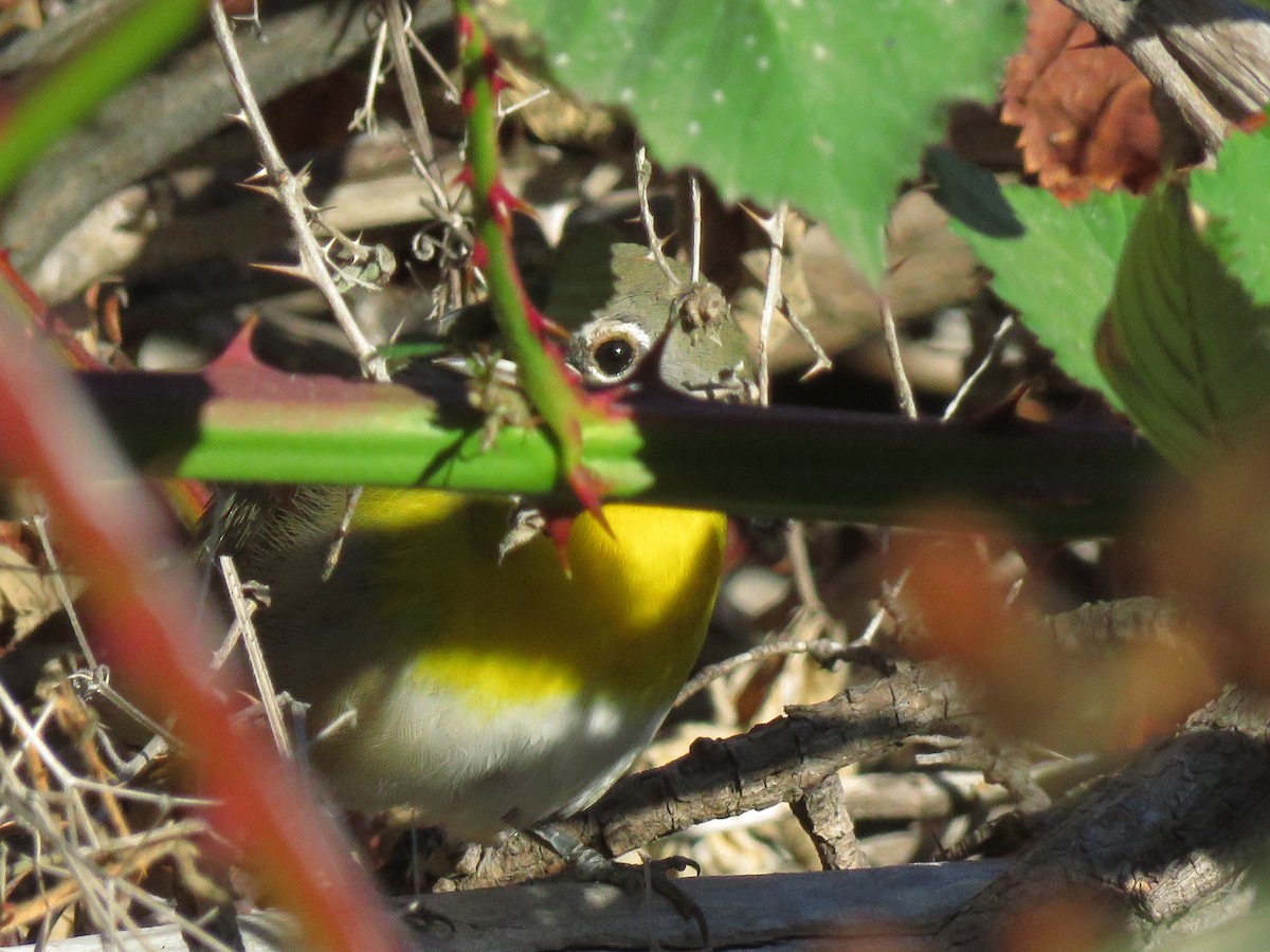 Yellow-breasted Chat - ML265104111