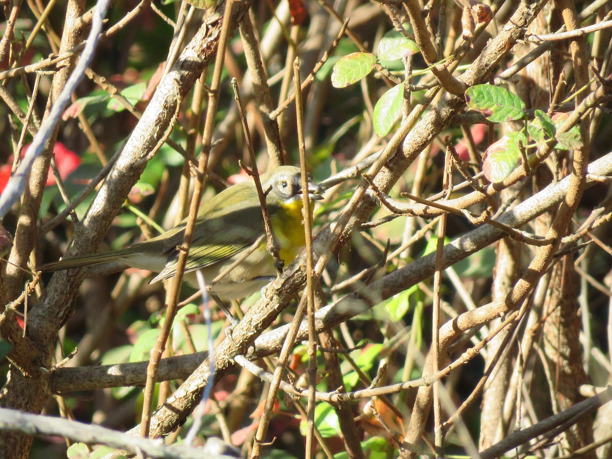 Yellow-breasted Chat - ML265104121