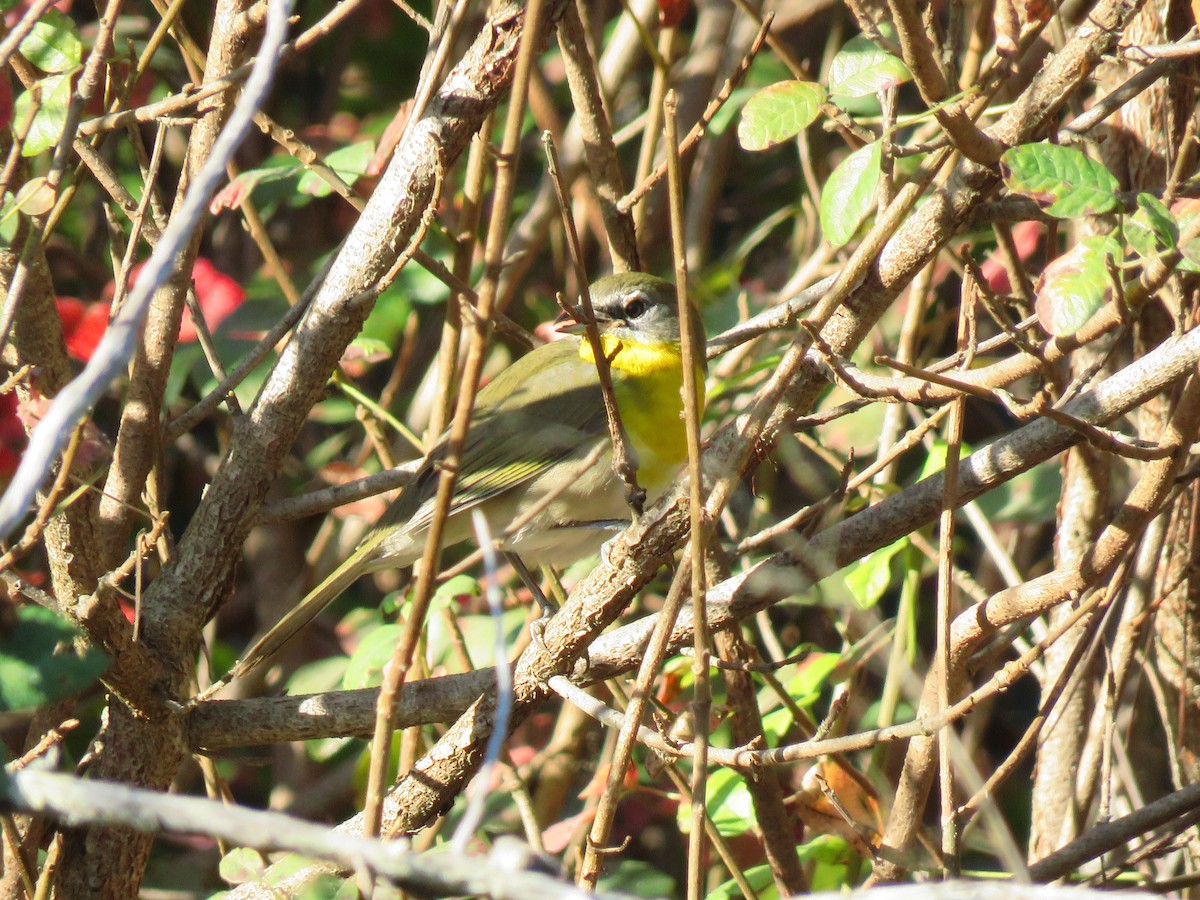 Yellow-breasted Chat - ML265104141