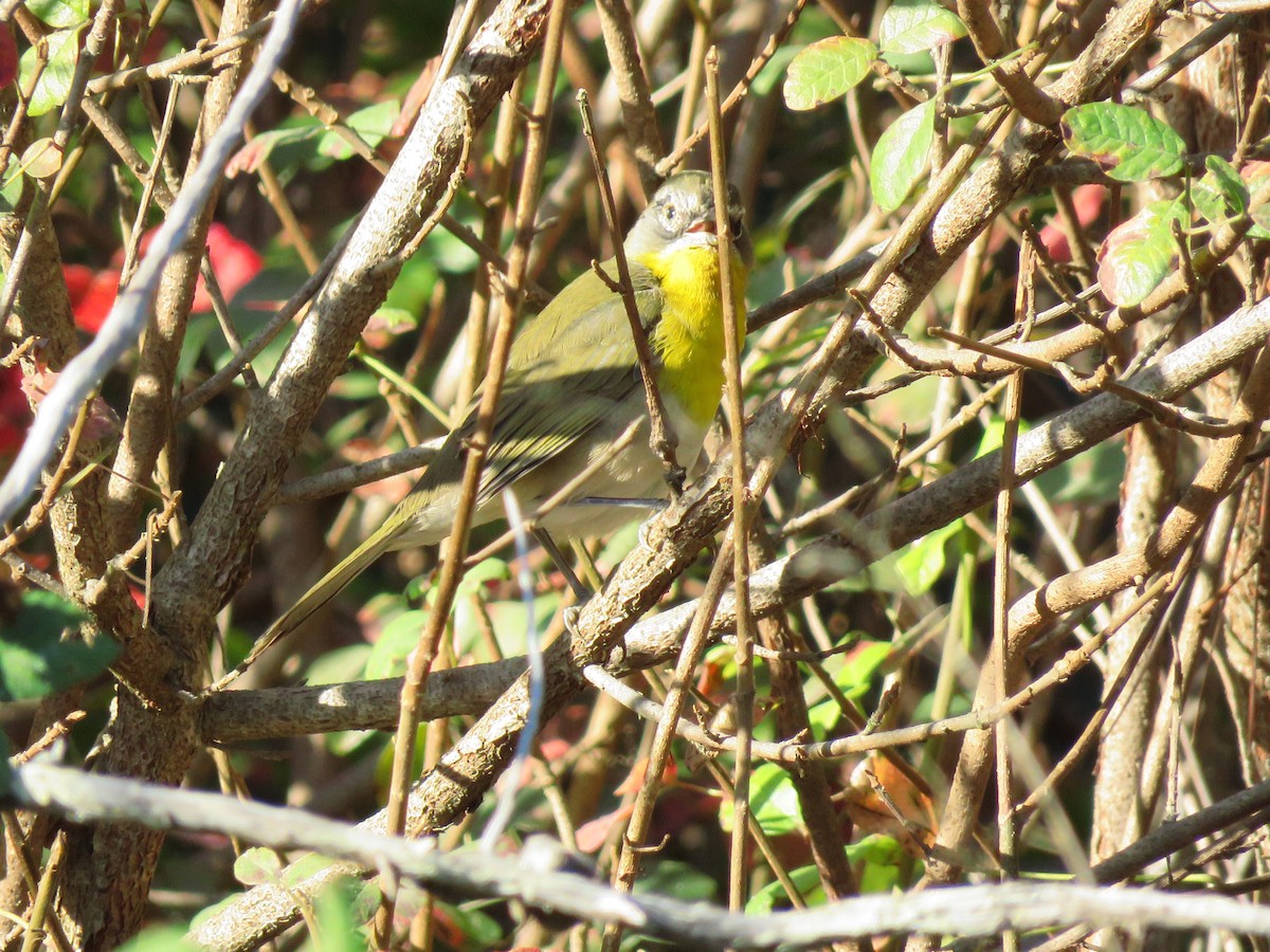 Yellow-breasted Chat - ML265104161