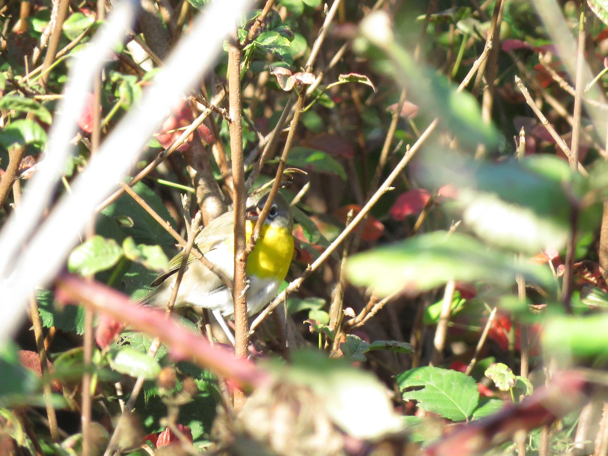 Yellow-breasted Chat - ML265104761