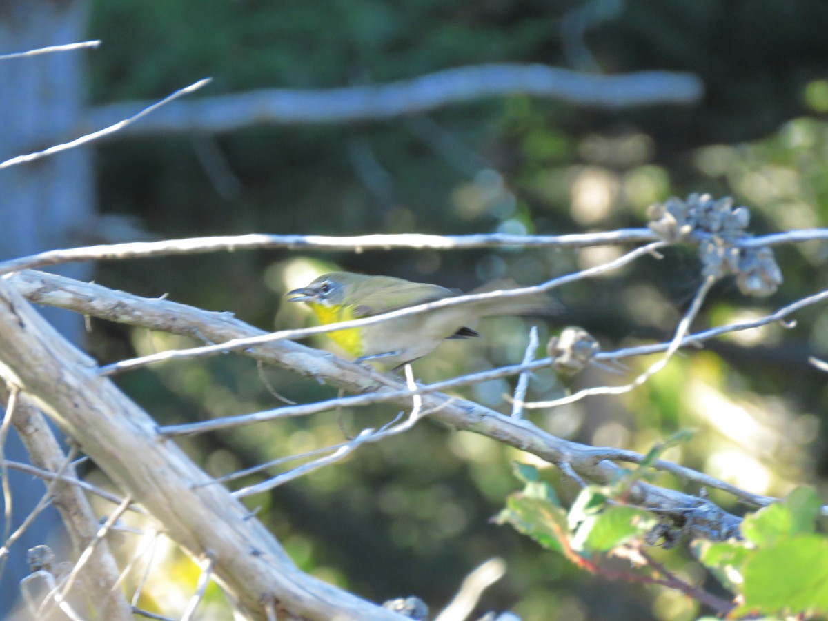 Yellow-breasted Chat - Lisa Larson