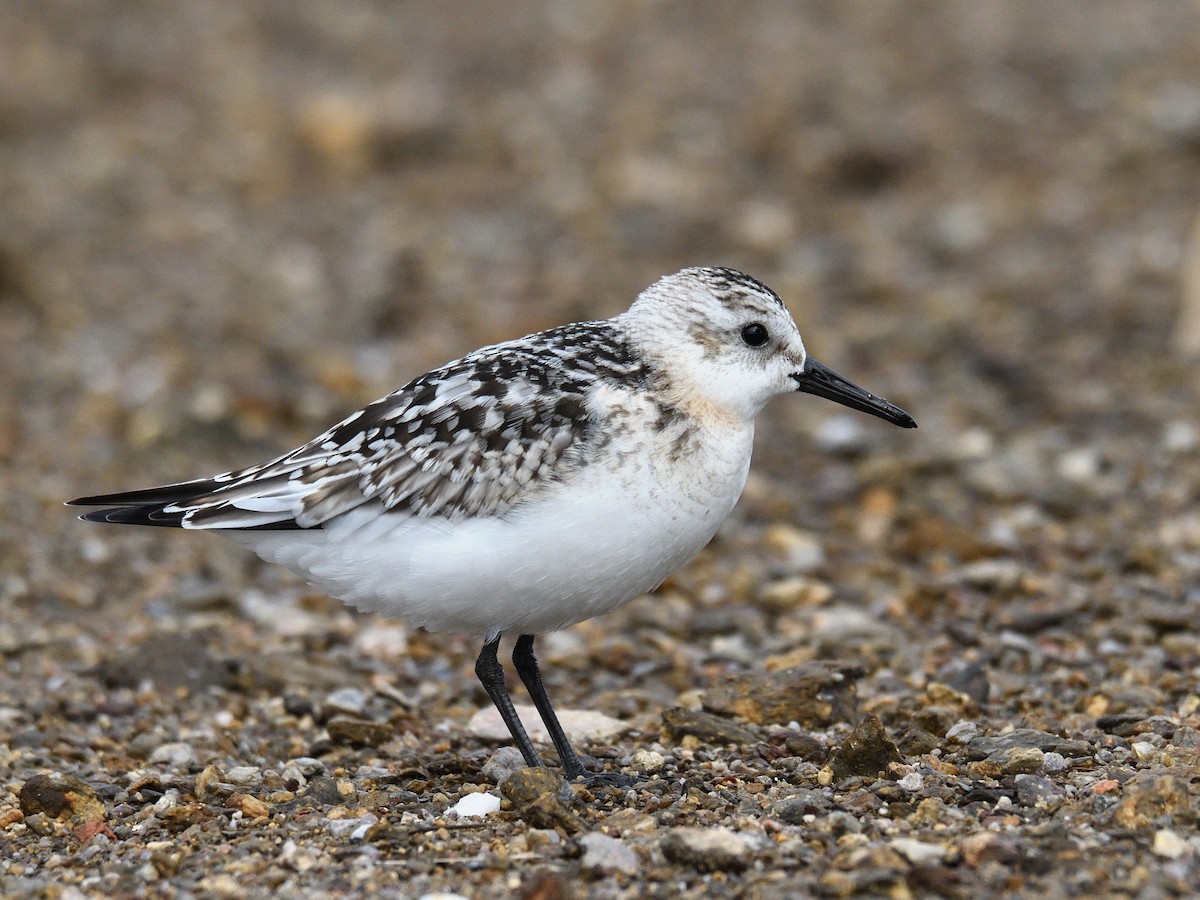 Sanderling - Manuel Segura Herrero