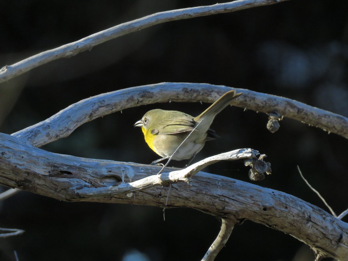 Yellow-breasted Chat - ML265104931