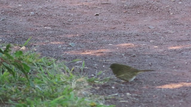 Lincoln's Sparrow - ML265105161