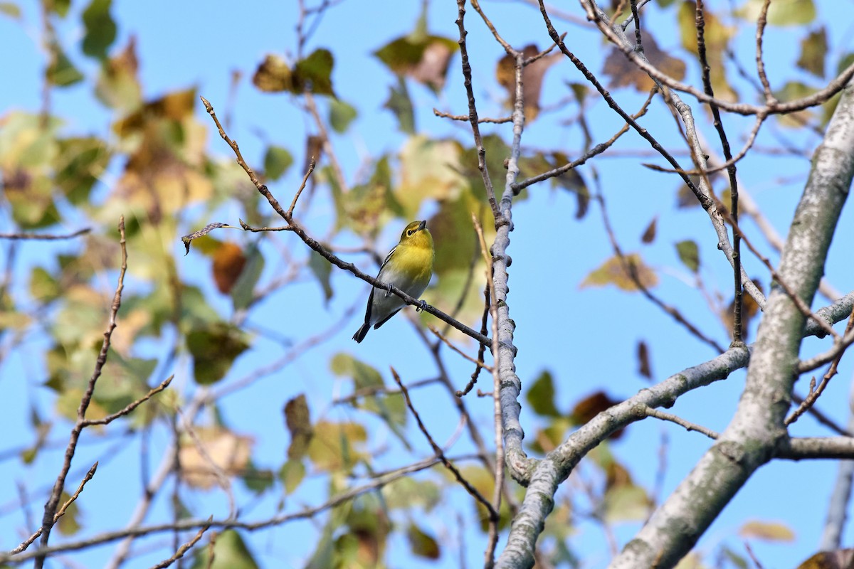 Yellow-throated Vireo - ML265105851