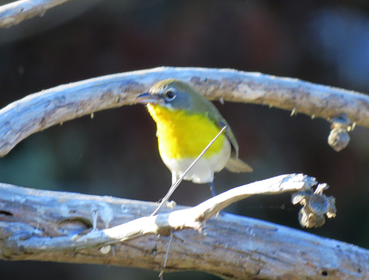 Yellow-breasted Chat - ML265106091