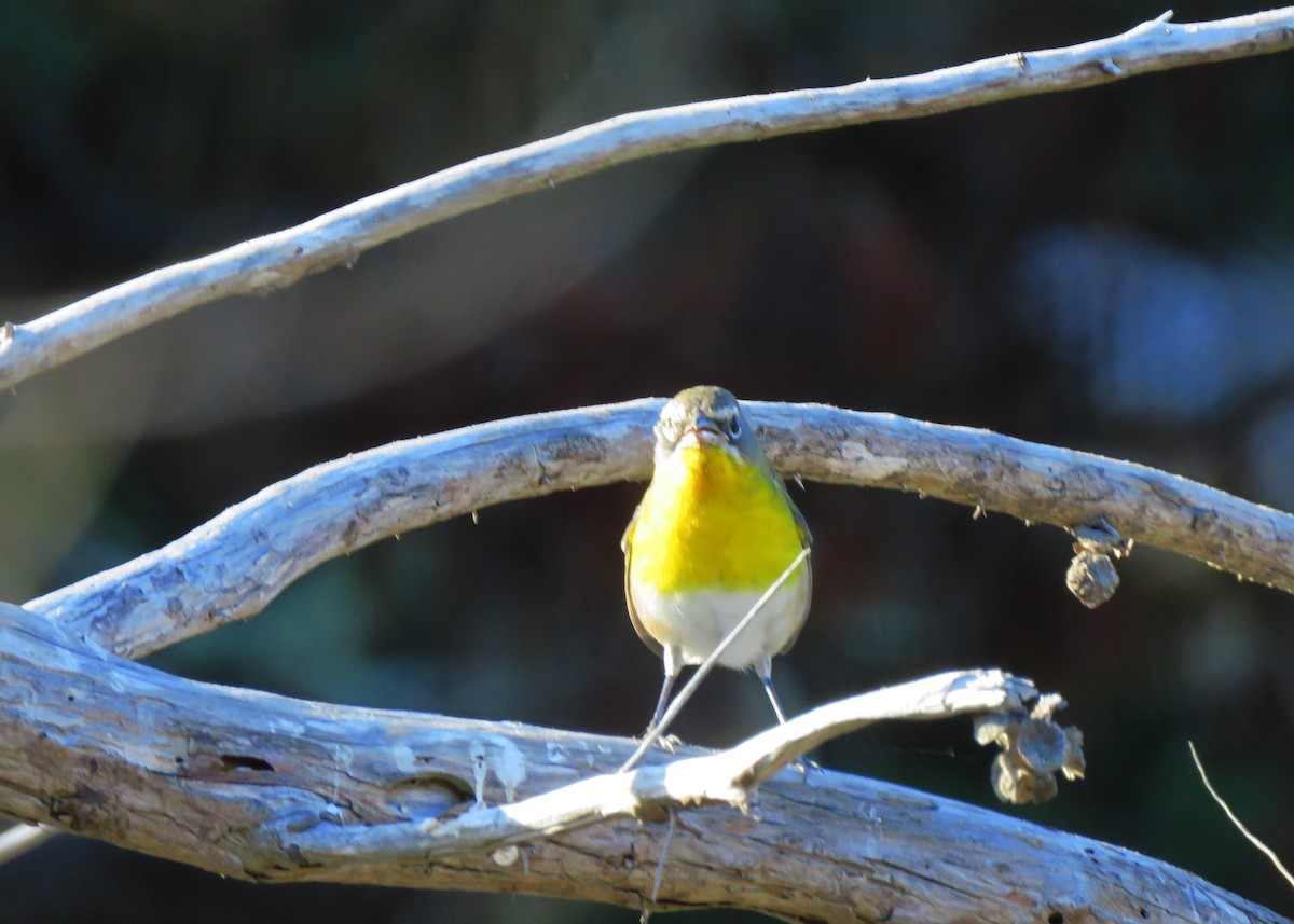 Yellow-breasted Chat - ML265106101