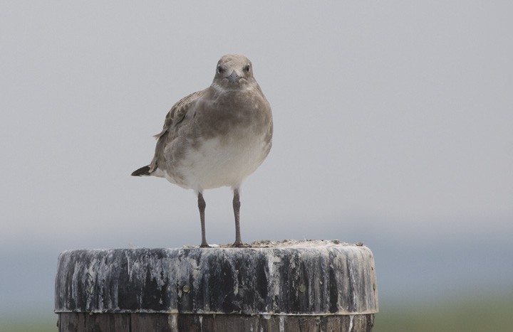 Laughing Gull - ML265107291