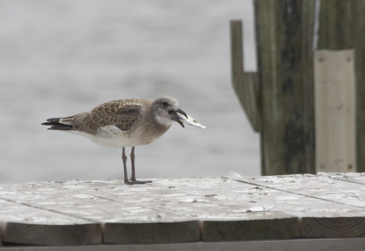 Laughing Gull - ML265107301