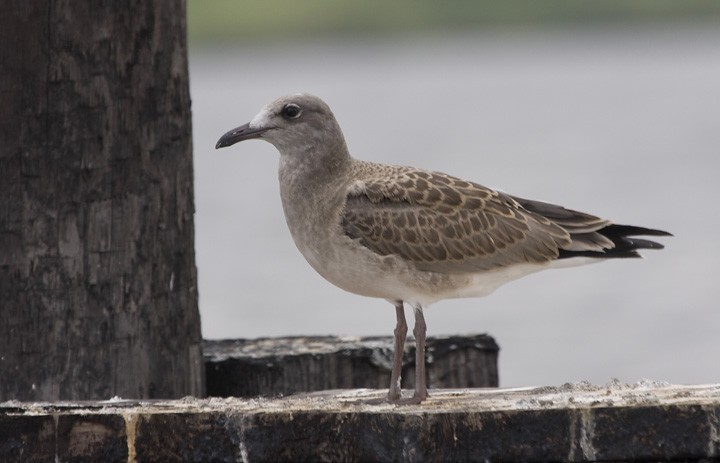 Laughing Gull - ML265107311