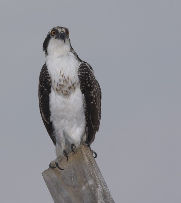Osprey - ML265107371