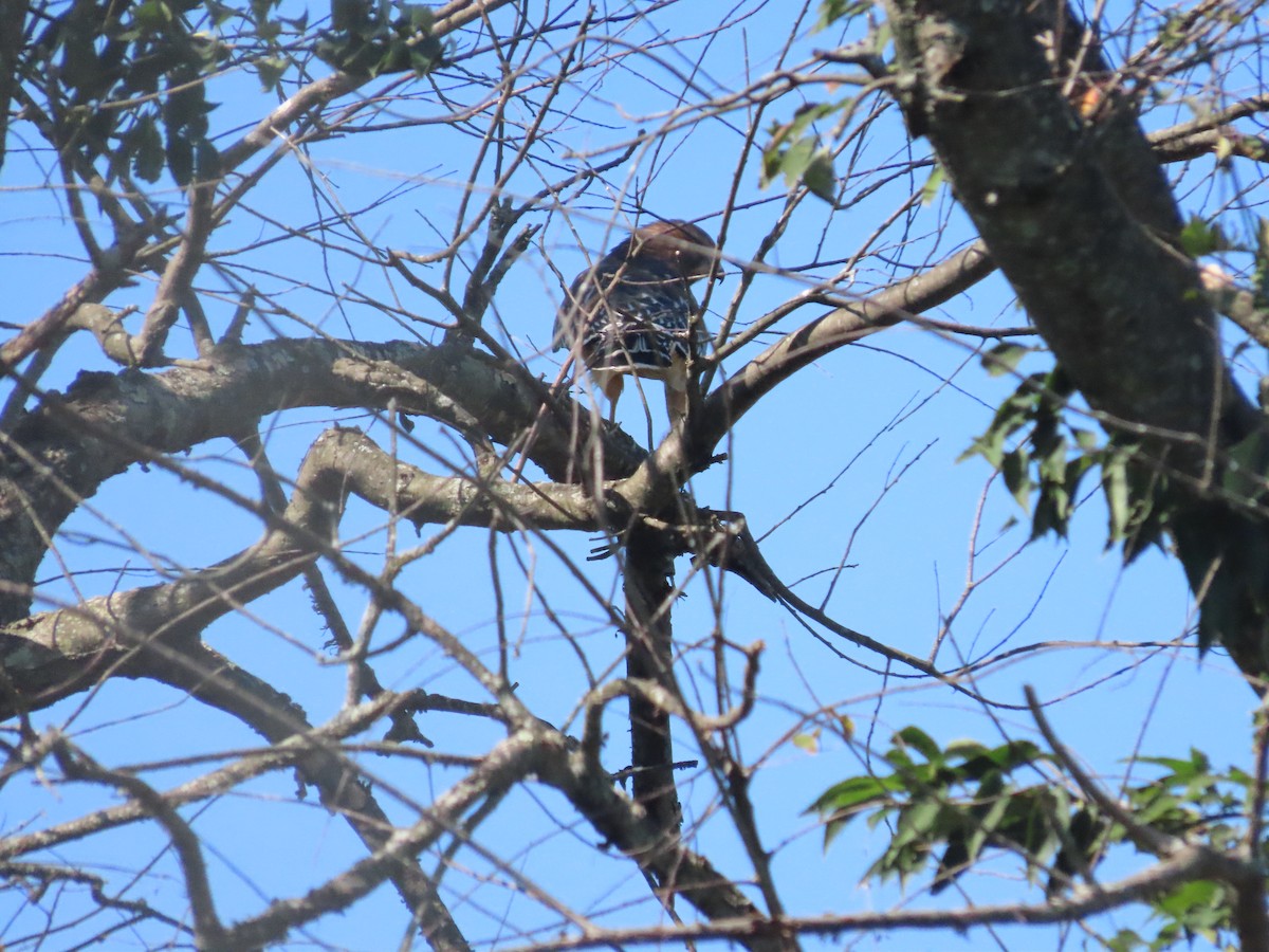 Red-shouldered Hawk - ML265107461