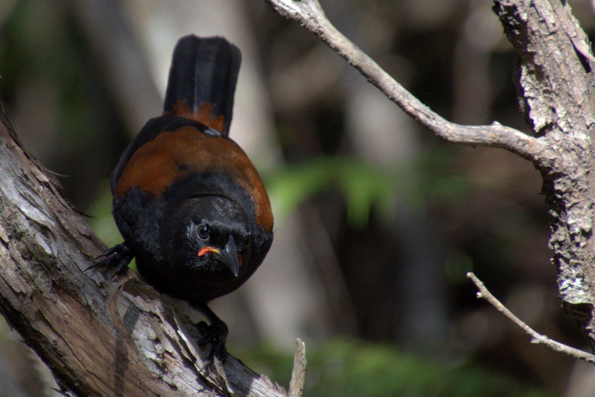 North Island Saddleback - Oscar Thomas