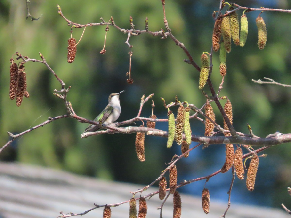 Ruby-throated Hummingbird - ML265108011