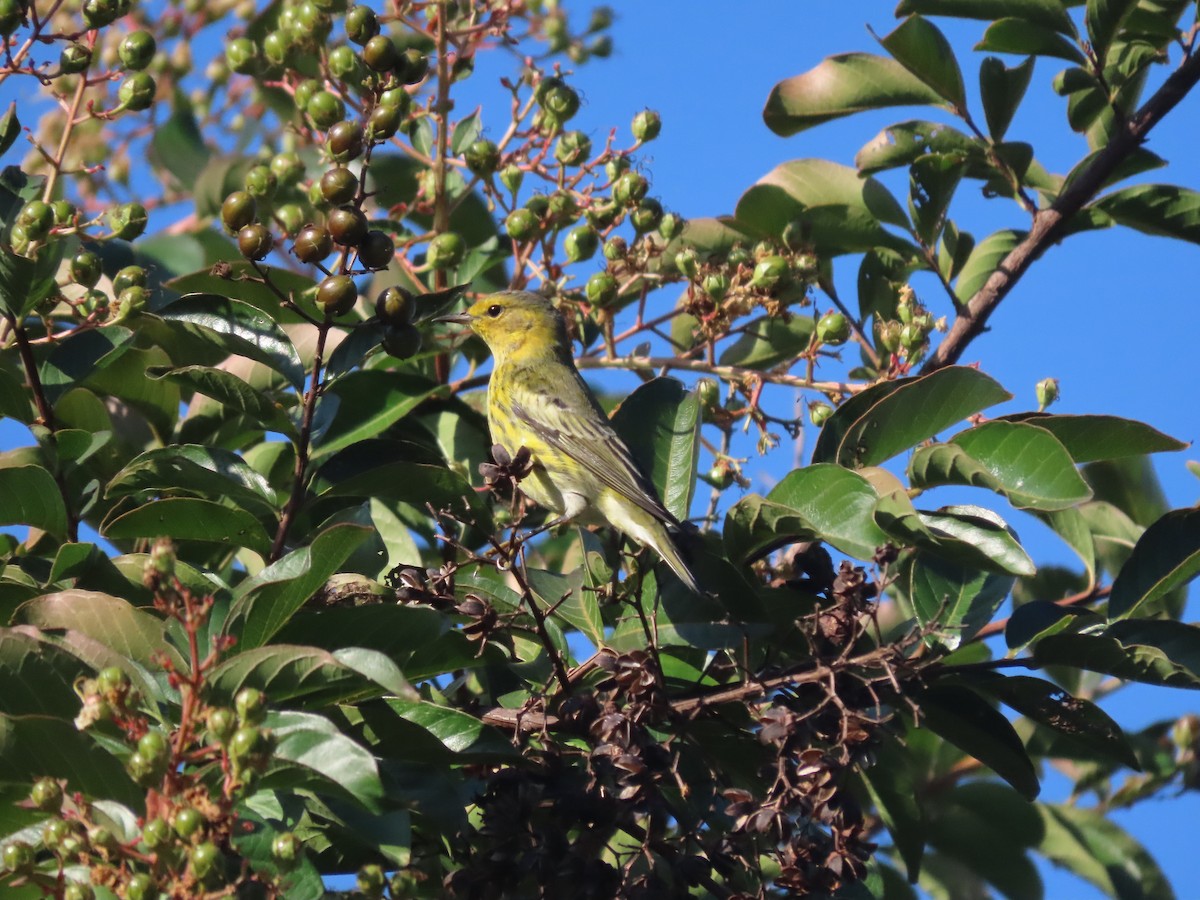 Cape May Warbler - ML265108361