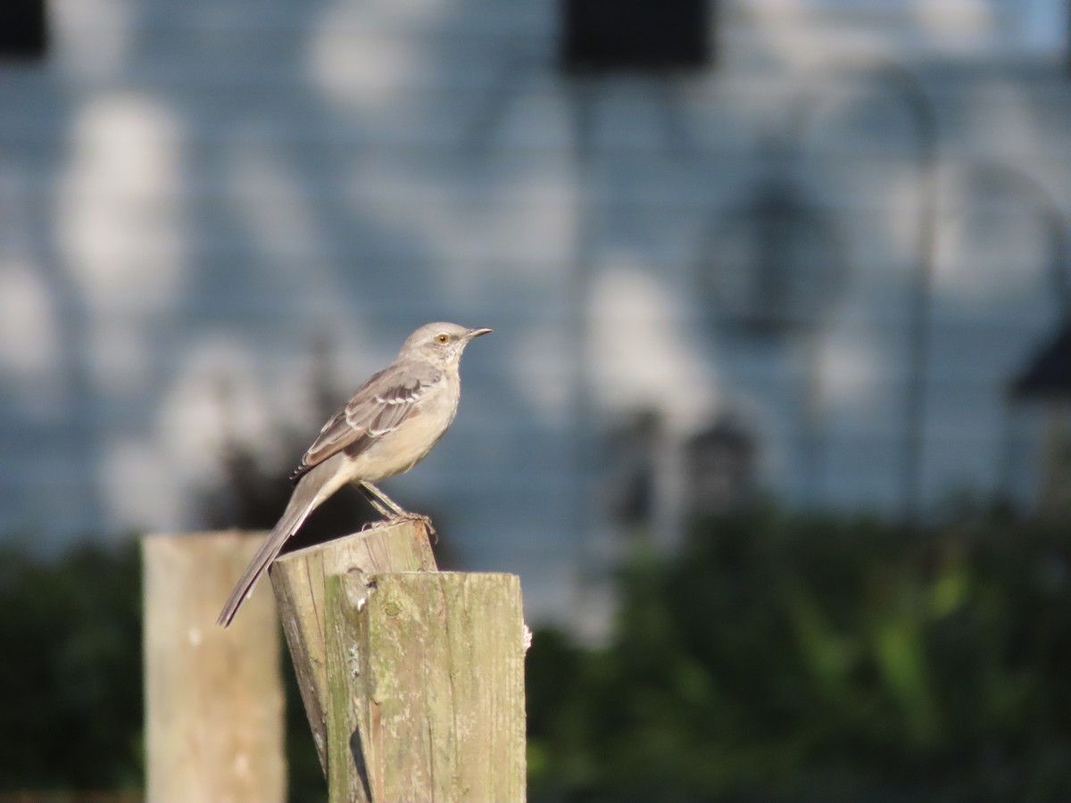 Northern Mockingbird - ML265108521